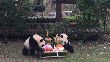 龍鳳胎大熊貓周歲啦！熊貓館為“月月、半半”舉辦1周歲生日會(huì)