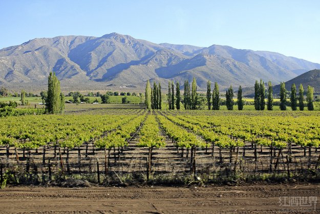 特濃情（Torrontes）是阿根廷的一個(gè)標(biāo)志性白葡萄品種，用它釀造出來(lái)的葡萄酒酒體輕盈，香氣馥郁，帶有各種花朵的芬芳。