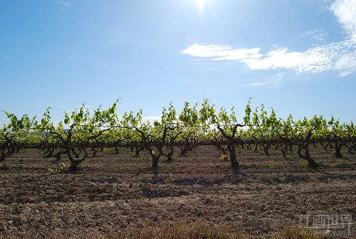弗德喬（Verdejo）這個(gè)品種主要種植于西班牙盧埃達(dá)（Rueda）產(chǎn)區(qū)，被譽(yù)為“西班牙盧埃達(dá)產(chǎn)區(qū)的驕傲”。相比長(zhǎng)相思葡萄酒，弗德喬葡萄酒的酒體要稍微豐滿一些，但酸度要稍微低一些。