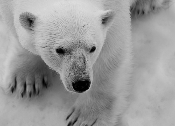 極旅行呈獻北極點「世界之巔·破冰之旅」