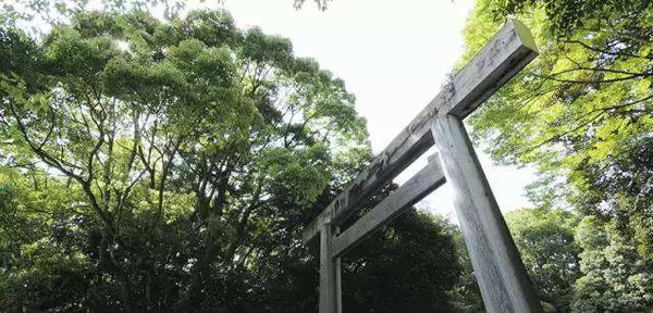  日本賞櫻倒計時，錯過只能等明年！