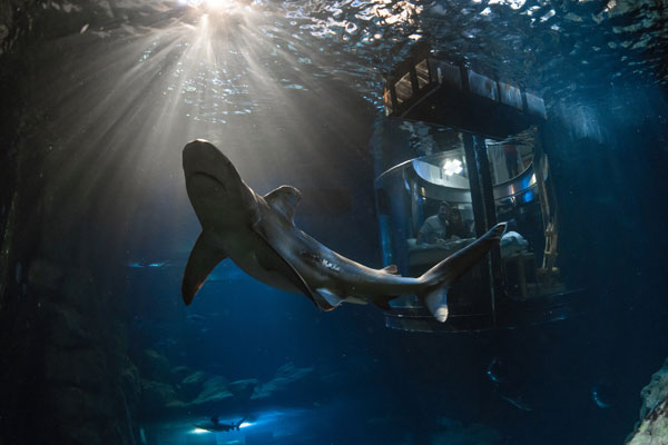中國情侶入住Airbnb巴黎水族館，和鯊魚“共眠”