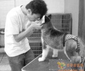 防止性騷擾，為犬穿上貞操褲