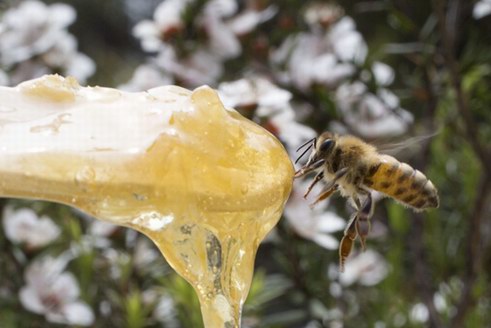 BEE+麥盧卡蜂蜜即將上線開售，你準(zhǔn)備好了嗎？