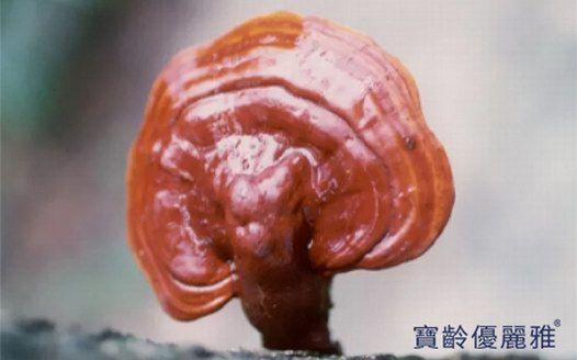 肌膚亞健康？靈芝細胞壁精華幫你平衡肌膚狀態