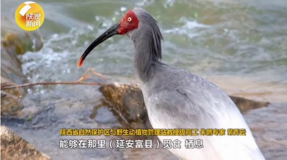陜西延安首次發現瀕危鳥類朱鹮：環境保護卓有成效！