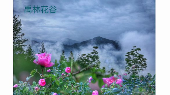 復泰玫瑰：做中國自己的品牌，做世界最好的玫瑰